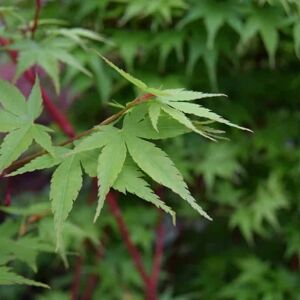 Acer palmatum 'Sango-kaku' (P) 200-250 cm